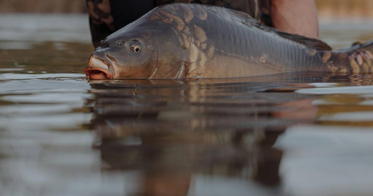 Stucco Al Tungsteno Super Denso Carp Life 20g Per Pesca Alla Carpa, Colore Nero